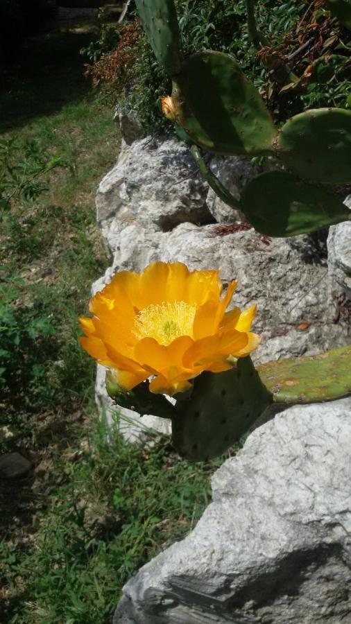 Casa Delle Noci B&B Rosora Exteriér fotografie