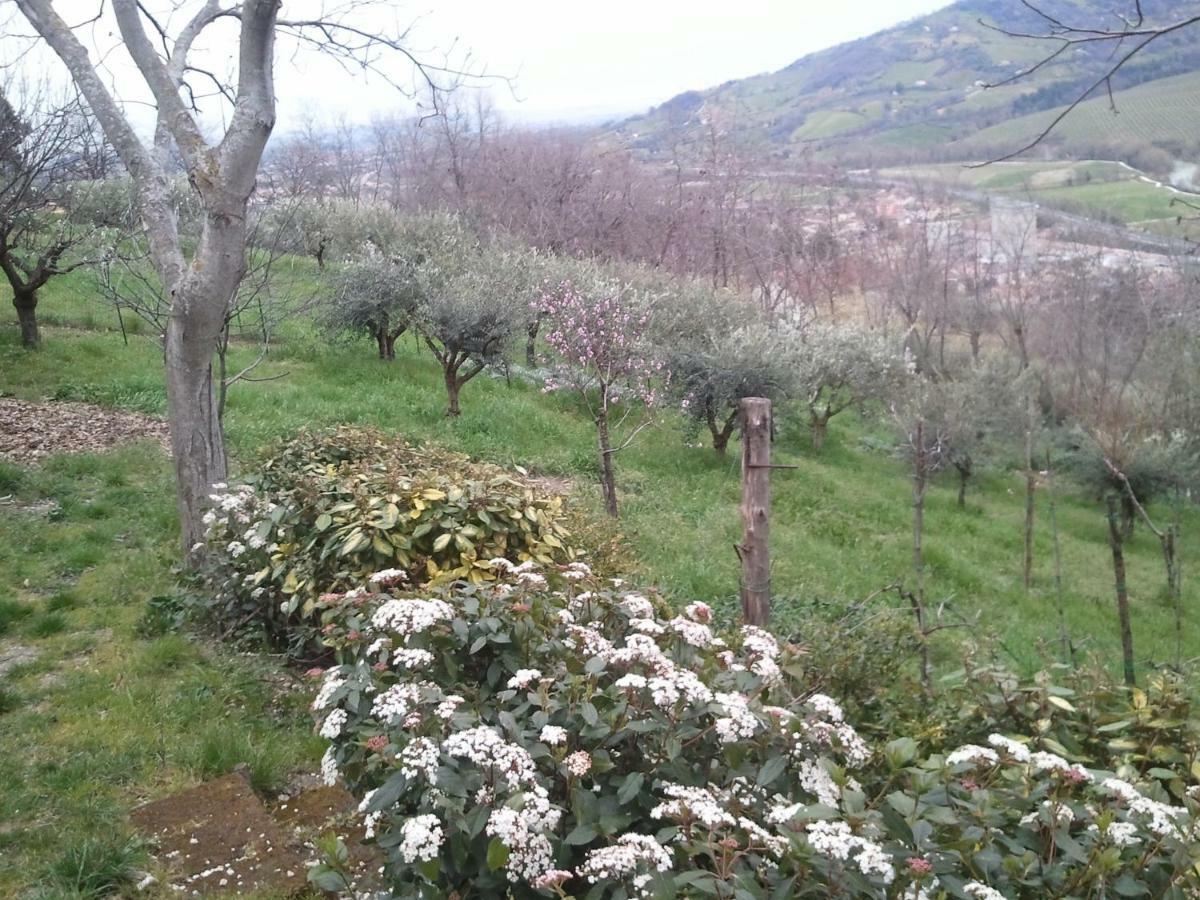 Casa Delle Noci B&B Rosora Exteriér fotografie